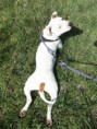/album/club-canin-acherois/a100-0042-jpg/